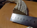 Бивень мамонта вес 3,5 килограмма длина 59 см, фото №8