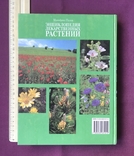 Encyclopedia of medicinal plants. Mannfried Palow. Moscow, 1998., photo number 3