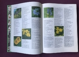 Encyclopedia of medicinal plants. Mannfried Palow. Moscow, 1998., photo number 6