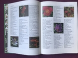 Encyclopedia of medicinal plants. Mannfried Palow. Moscow, 1998., photo number 7