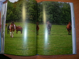 Дрессировка лошадей Lydnadstrning fr hsten, photo number 8