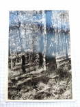 Листівка: Карпати, Дубовий ліс, Львів, 1938., фото №2