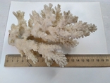 Коралл среднего размера, фото №2