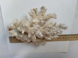 Коралл среднего размера, фото №3