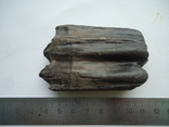 A petrified tooth of an animal., photo number 3