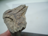 Fragment of petrified wood., photo number 5