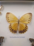 Лот из 5 высушенных бабочек под стеклом., фото №3