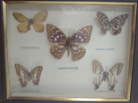 Лот из 5 высушенных бабочек под стеклом. (2), фото №2