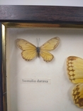 Лот из 5 высушенных бабочек под стеклом. (2), фото №5