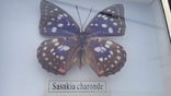 Бабочка Sasakia charonde, фото №4