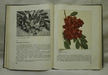 Итоги шестидесятилетних работ И.В. Мичурин Сельхозогиз РСФСР 1934 г., фото №10