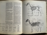 Енциклопедія. Коні The Encyclopedia of the Horse 1974, фото №4
