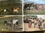 Енциклопедія. Коні The Encyclopedia of the Horse 1974, фото №5