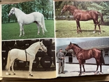 Енциклопедія. Коні The Encyclopedia of the Horse 1974, фото №6