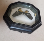 Бабочка в рамке, с недостатками - 16х16х3 см., фото №5