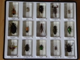 Коллекция жуков от Национального Географического Общества №2, фото №3