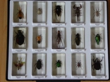 Коллекция жуков от Национального Географического Общества №2, фото №4