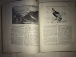 1936 Путешествие Натуралиста на Корабле Бигль. Дарвин, фото №6