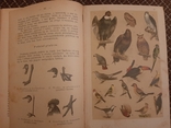 Натуральная история. Козловский. 1906 г. Варшава., фото №6