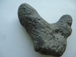 Marine fossil, photo number 3