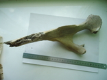 Окаменевшая кость животного., фото №4