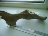 Окаменевшая кость животного., фото №5