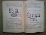 Commodity science of vegetables, fruits and wine. 1963 g., photo number 5