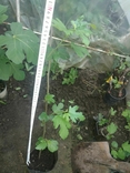 Саженцы инжир крымский черный, photo number 2