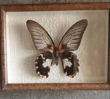 Продам картины бабочки, фото №5