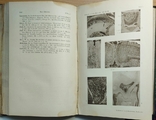 742.14 Микроскопия. Zeitschrift fur wissenschaftliche Mikroskopie Dr. W.J. Behrens 1900.t., фото №11