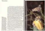Фотографирование живой природы. Авт.К.Престон-Мэфем. 1985 г., фото №12