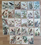 28 серійних листівок СРСР. Птахів. Чистий. У відмінному стані, фото №2