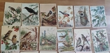 28 серійних листівок СРСР. Птахів. Чистий. У відмінному стані, фото №3