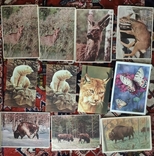 142 різні радянські та зарубіжні листівки 60-80-х років., фото №5