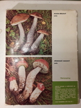 JEDLE HOUBY a nektere jedovate (Съедобные грибы и некоторые ядовитые), фото №3