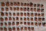 Ракушки морські (69 штук різний діаметр), фото №2
