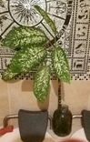 Комнатное растение Диффенбахия пятнистая, фото №4