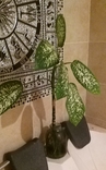 Комнатное растение Диффенбахия пятнистая, фото №5