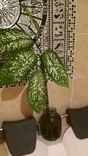 Комнатное растение Диффенбахия пятнистая, фото №6