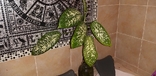 Комнатное растение Диффенбахия пятнистая, фото №9