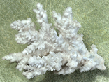 Белый коралл., фото №2