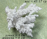 Белый коралл., фото №3