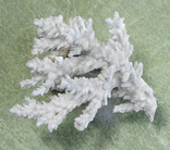 Белый коралл., фото №4