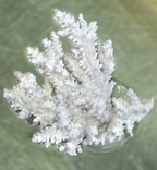 Белый коралл., фото №5