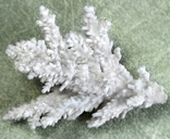Белый коралл., фото №6