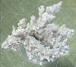 Белый коралл., фото №8
