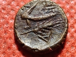 Пантикапей.Лот из 3 монет.Аполлон -горит..Бык-плуг,колос.Перисад 4.Камасарии.2 в.до.н.э., фото №9
