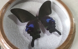 Сувенир бабочка в деревянной рамке Papilio arcturus, фото №4