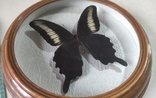 Сувенир бабочка в деревянной рамке Papilio oenomaus, фото №4