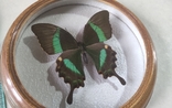 Сувенир бабочка в деревянной рамке Papilio daedalus, фото №5